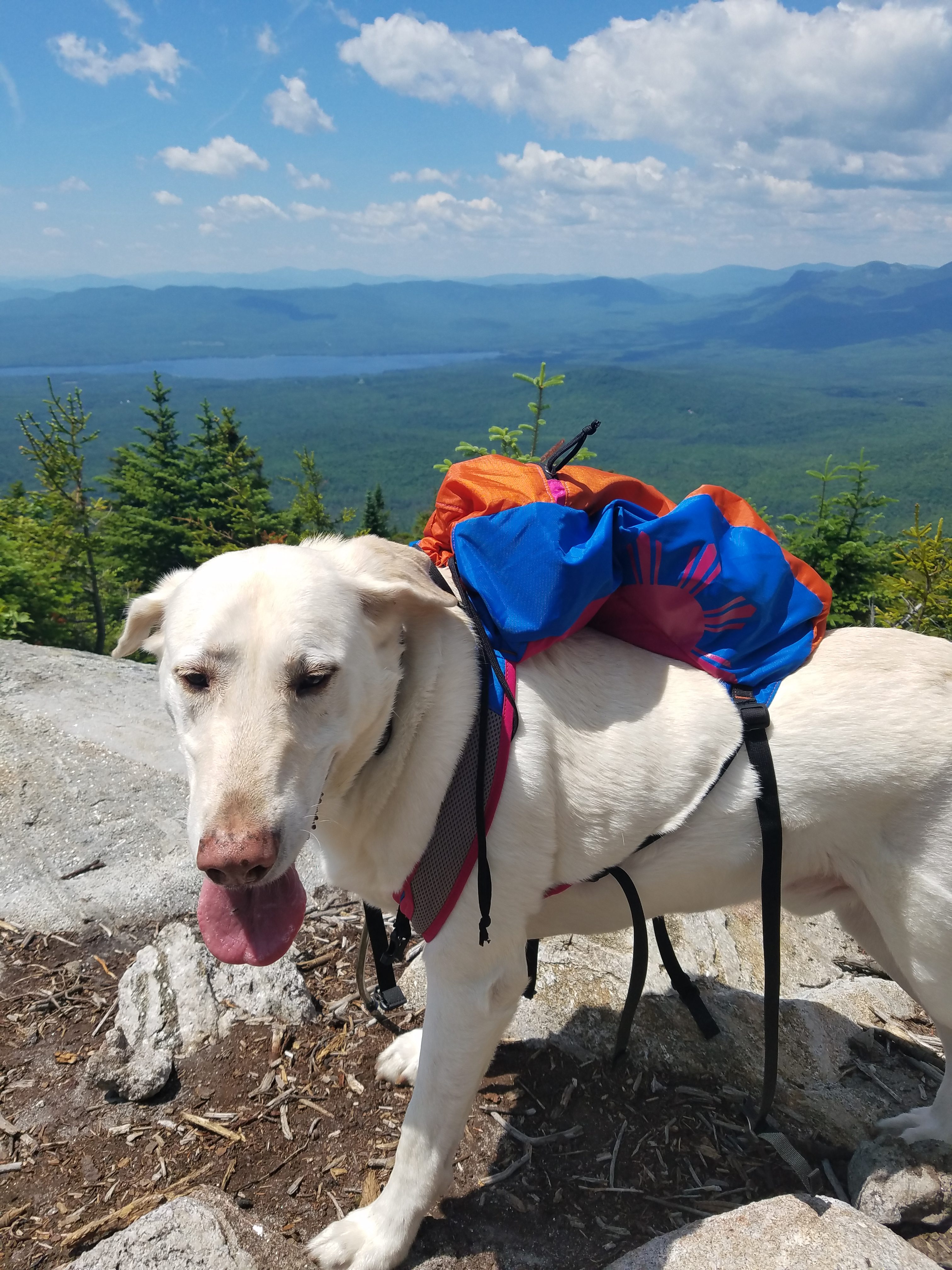 Read more about the article Hiking Mount Blue – Dog friendly hike