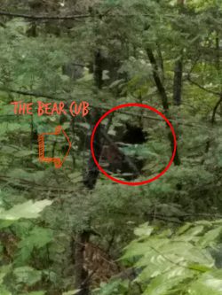 You are currently viewing What to do if you encounter bears while camping
